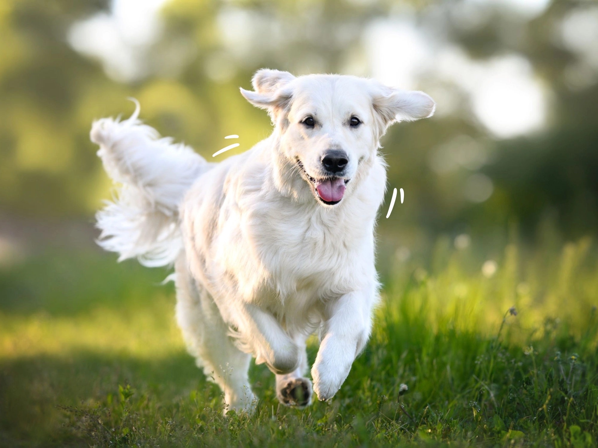 Hondensnacks met een verzorgende werking | Voskes