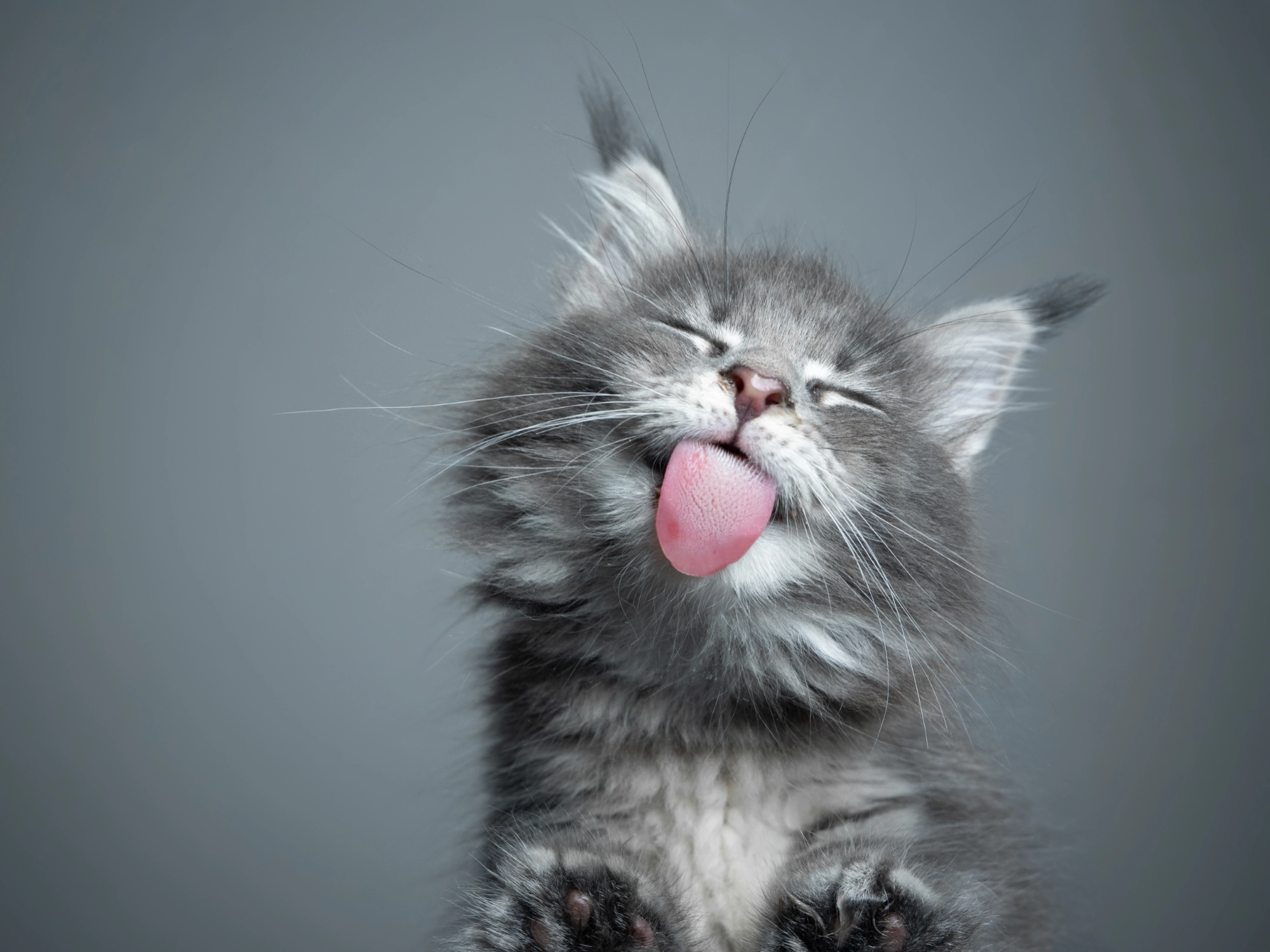 Voordelen van natvoer voor katten | Voskes
