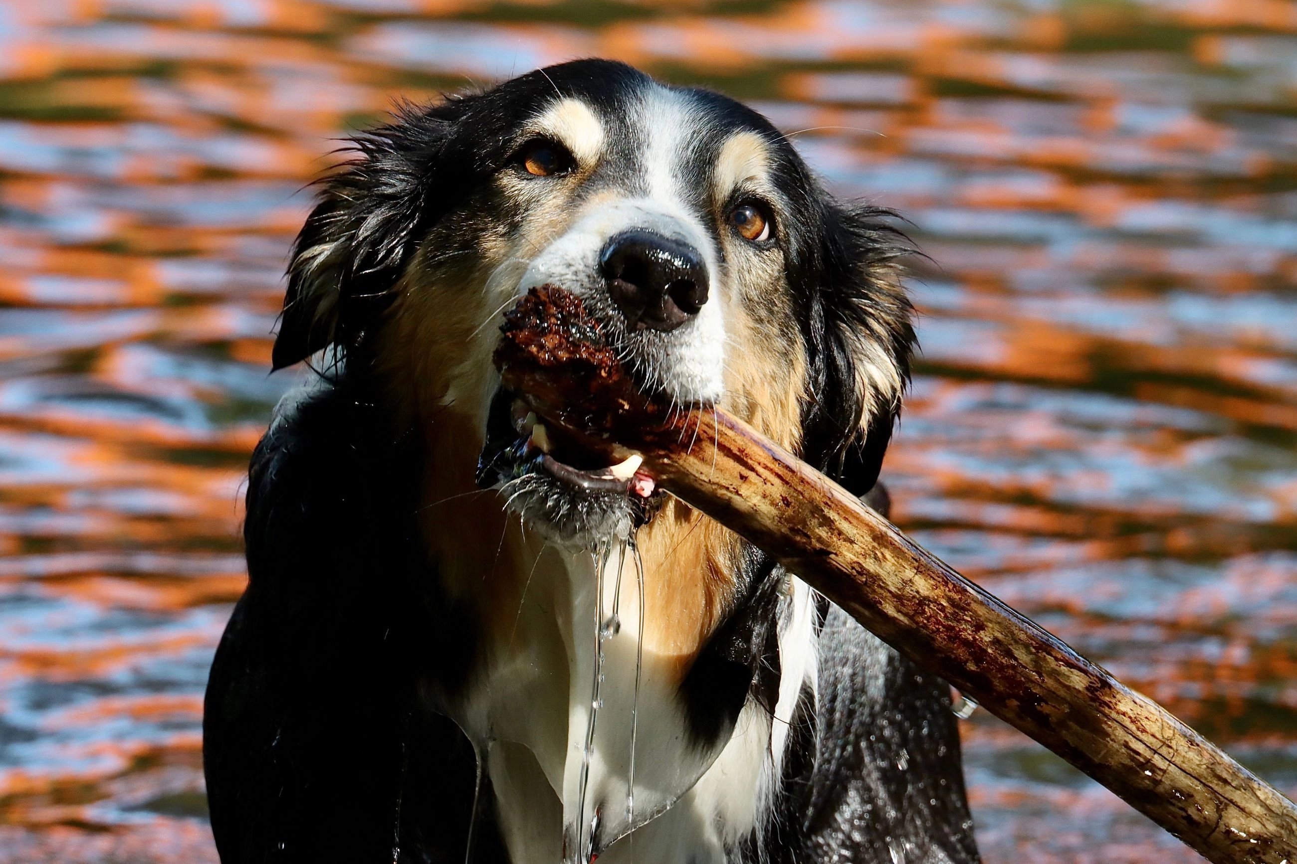 les meilleures sorties avec votre chien | Voskes