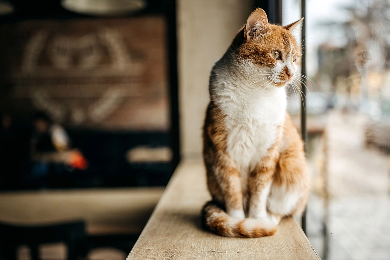 Omgaan met de verlatingsangst van je kat